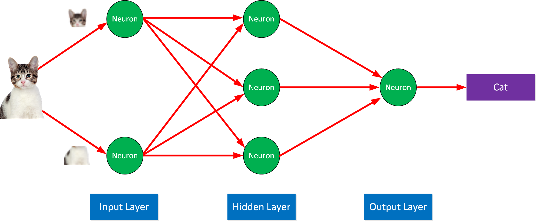 Neural Network Input Hidden Output Layer Cat